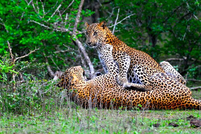 Yala National Park Safari Tours -Half Day & Full Day - Key Points