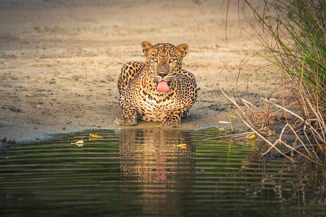 Yala National Park Safari Tours -Half Day & Full Day - Why Choose the Yala Safari Tour?
