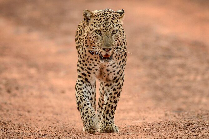 Yala National Park Safari Tours -Half Day & Full Day - The Experience: What You Can Expect