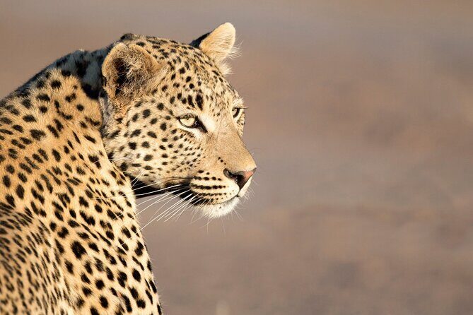 Yala National Park Safari Tours -Half Day & Full Day - Pricing and Value