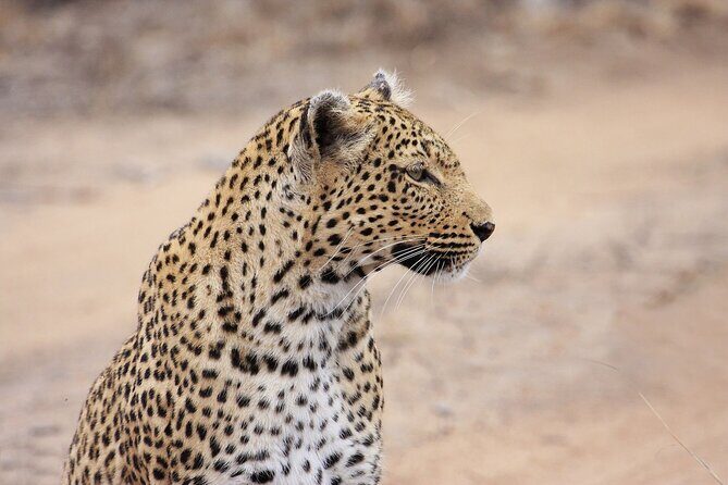 Yala National Park Safari Tours -Half Day & Full Day - Who Should Book This Tour?