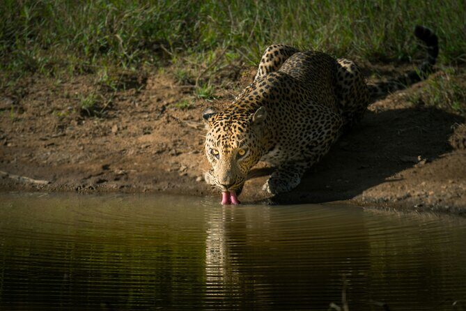 Yala National Park Safari Tours -Half Day & Full Day - FAQs