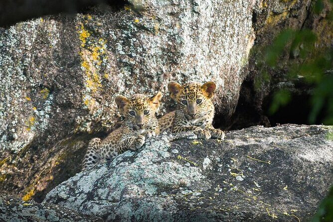 Yala National Park Safari Tours - Half Day & Full Day - Key Points