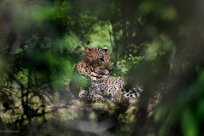 Yala National Park Safari Tours - Half Day & Full Day - Final Thoughts: Is This Safari Worth It?