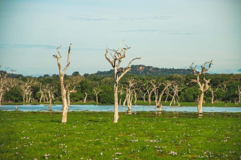 Yala National Park Safari Tours: Half Day/Full-Day Safari - Key Points