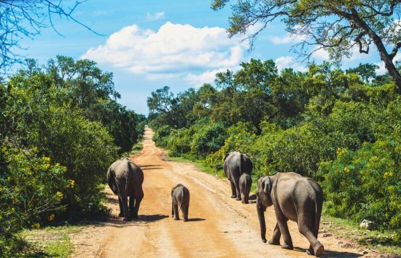 Yala National Park Safari Tours: Half Day/Full-Day Safari - Final Thoughts