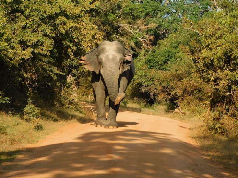 yala-national-park-safari-tours-half-day-full-day
