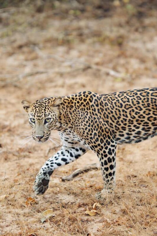 Yala National Park Safari Tours : Morning/Evening & Full-Day - Wildlife Encounters and Sightings