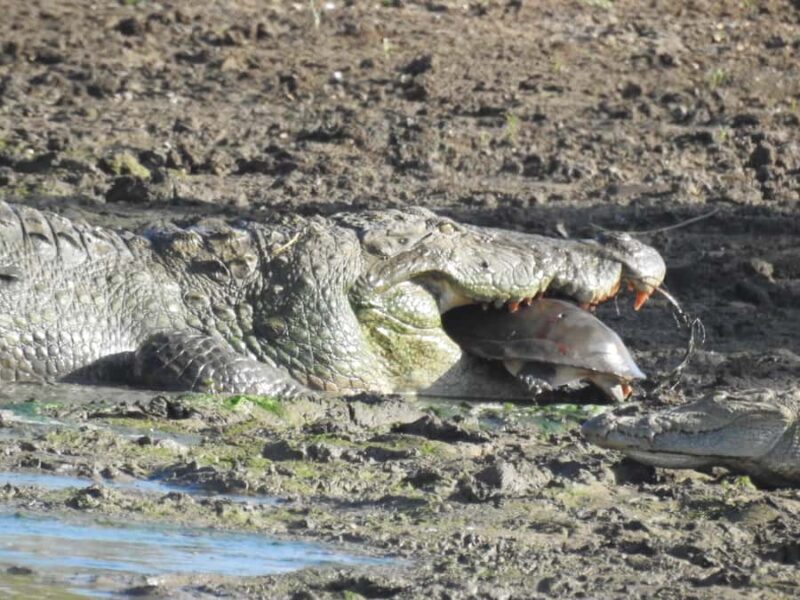 Yala National Park Safari Tours Morning/ Evening/ Full Day - Introduction