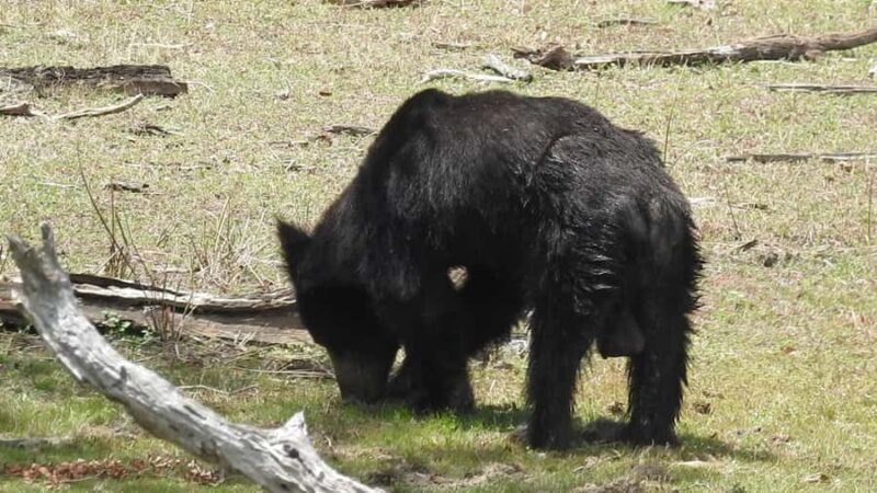 Yala National Park Safari Tours Morning/ Evening/ Full Day - Key Points