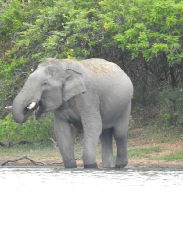 Yala National Park Safari Tours Morning/ Evening/ Full Day - The Guides: Local Experts and Wildlife Enthusiasts