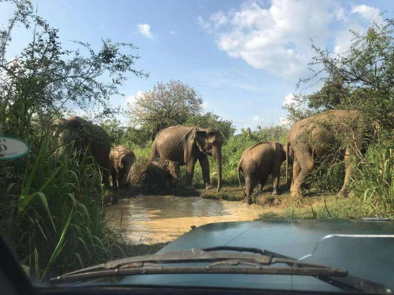 yala-national-park-safari-with-jeep