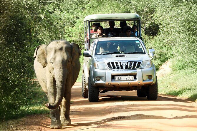 Yala National Park Shared Safari Tour Morning Evening & Full Day - In-Depth Review of the Yala Safari Experience