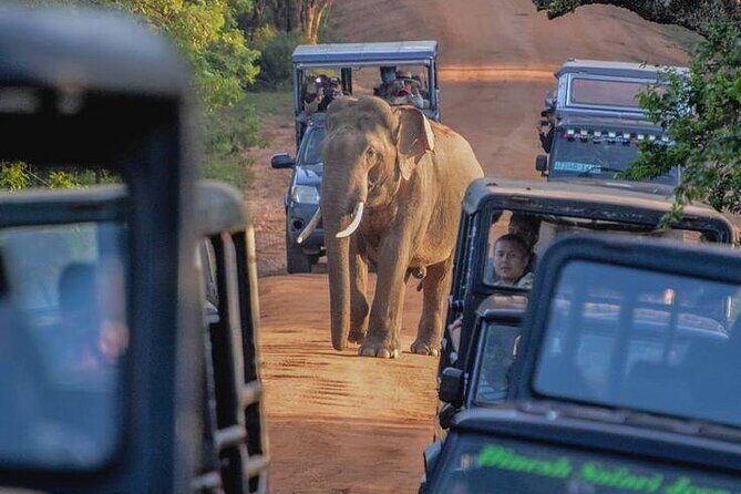 Yala National Park Shared Safari Tour Morning Evening & Full Day - FAQs