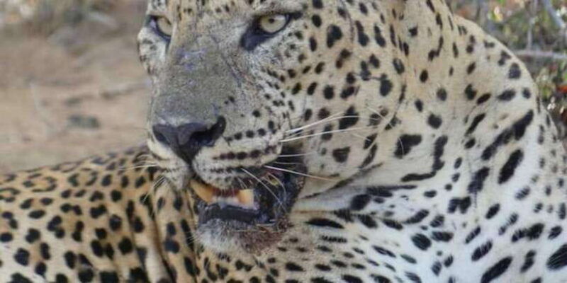 yala-national-park-sharing-safari-5-hours