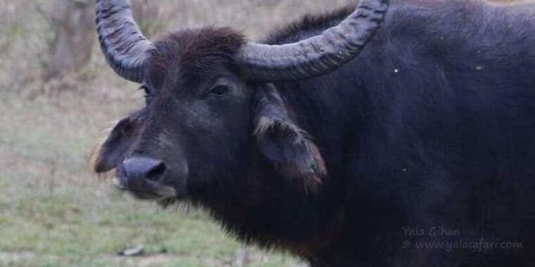 yala-national-park-sharing-safari-5-hours