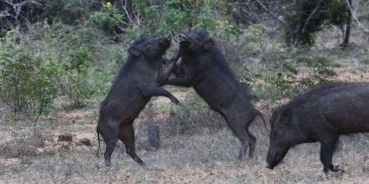 yala-national-park-sharing-safari-5-hours