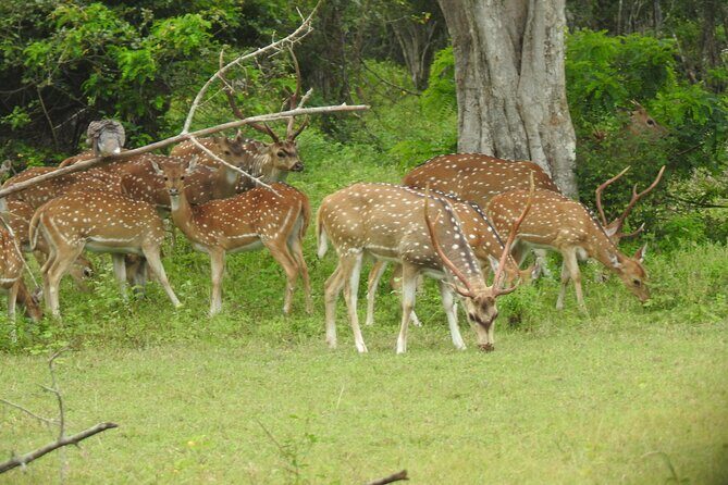 Yala National Park Special Leopard Safari Tour - Final Thoughts: Who is This Tour Perfect For?