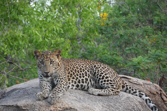 Yala National Park Special Leopard Safari Tour - Exploring the Yala National Park Special Leopard Safari Tour