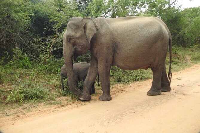 Yala National Park Special Leopard Safari Tour - FAQ
