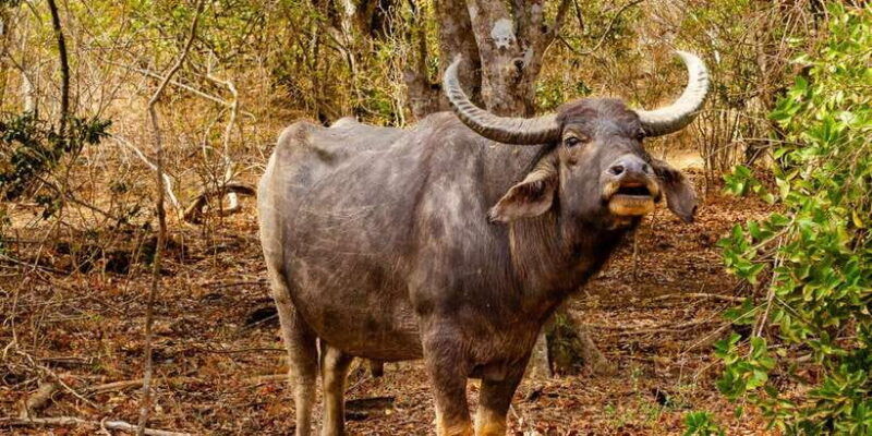 yala-national-park-wildlife-safari-from-galle