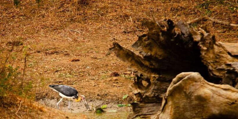 yala-national-park-wildlife-safari-from-galle