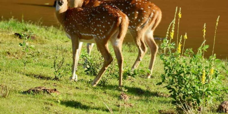 yala-national-park-wildlife-safari-from-galle