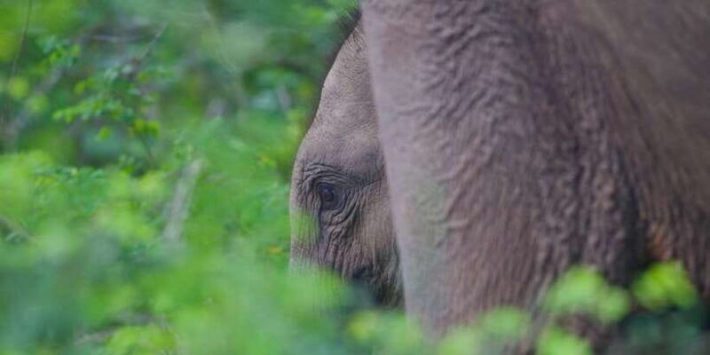 yala-national-park-wildlife-safari-from-hambantota