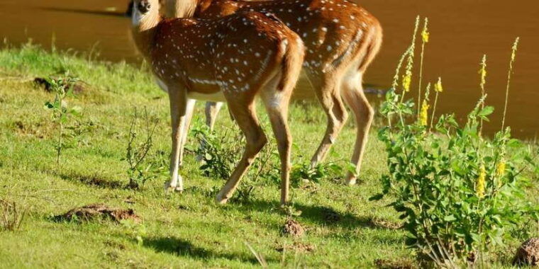yala-national-park-wildlife-safari-from-hambantota