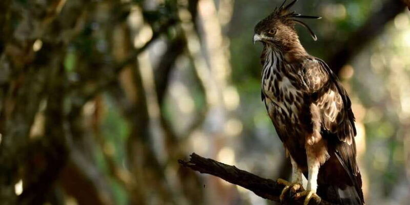 yala-national-park-wildlife-safari-from-mirissa
