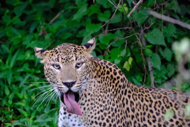 Yala Osha Safari Half day/Full day with Meals - Key Points