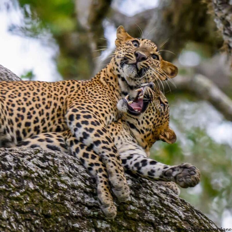 Yala Osha Safari Half day/Full day with Meals - The Sum Up