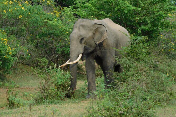 Yala outside Safari & Situlpawwa Temple Visit (ALL INCLUDED) Tour - The Itinerary Breakdown in Detail