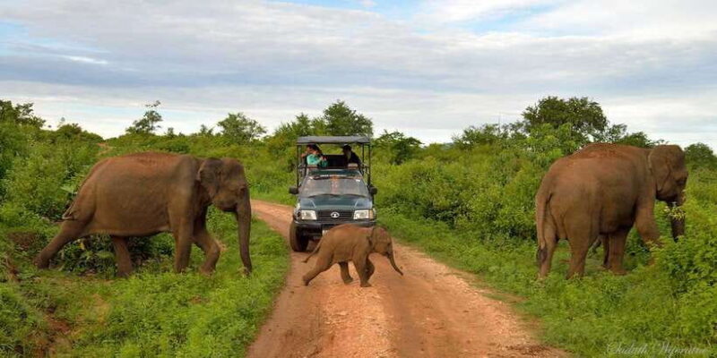 Yala: Private Safari Day Trip with Lunch & Entry Fees - FAQ