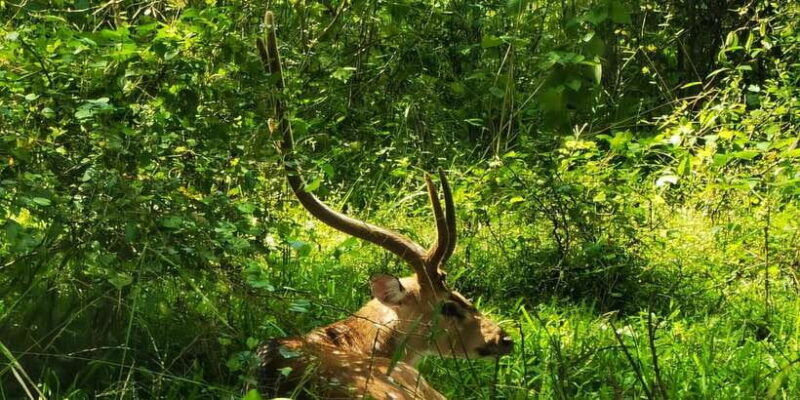 yala-private-safari-full-day-guided-by-a-professional