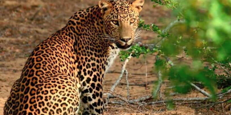 Yala Private Safari: Half-Day or Full-Day with Picnic Lunch - An In-Depth Look at the Yala Safari Experience