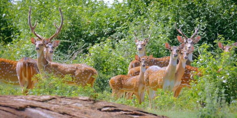 Yala Private Safari: Half-Day or Full-Day with Picnic Lunch - Frequently Asked Questions