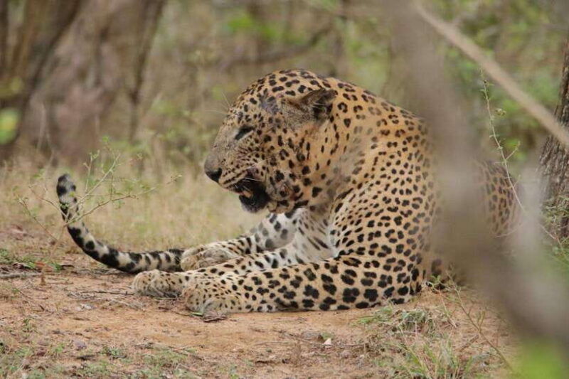 yala-safari-7-12-hour-leopard-jeep-tours-with-breakfast