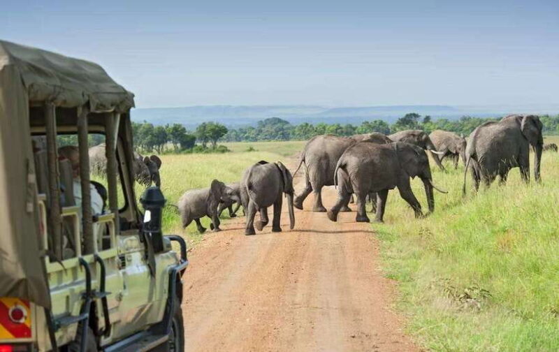 yala-safari-7-hour-12-hour-tours
