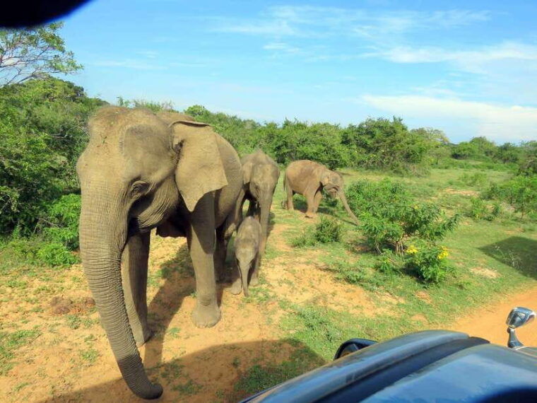 yala-safari-7-hour-12-hour-tours