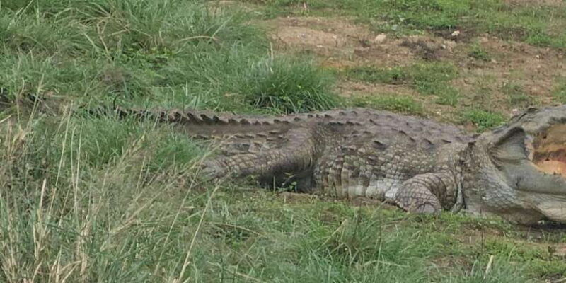 yala-safari-day-tour-bentota-aluthgama-ahungalla-kosgoda