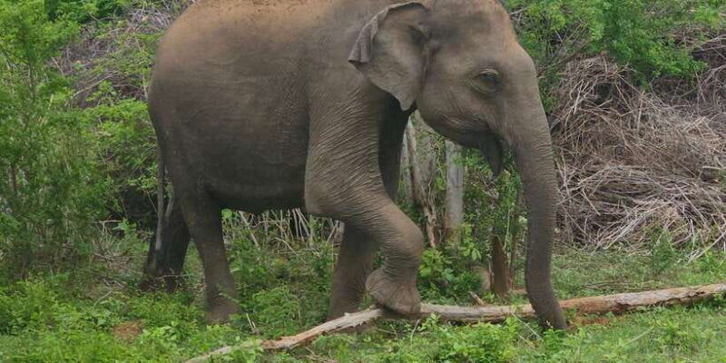 yala-safari-day-tour-bentota-aluthgama-ahungalla-kosgoda