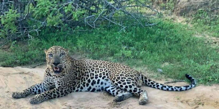 yala-safari-day-tour-bentota-aluthgama-ahungalla-kosgoda