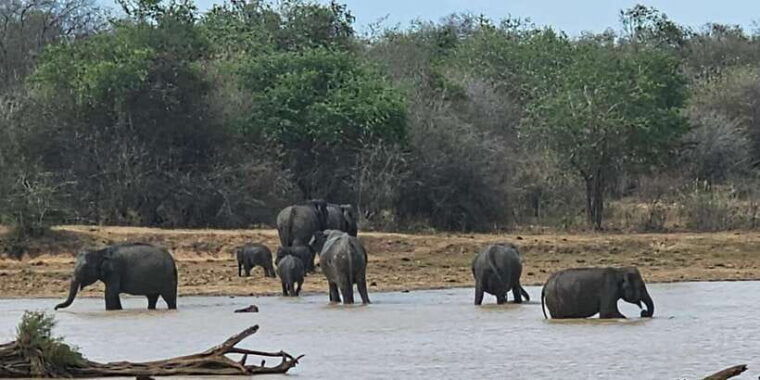 yala-safari-day-tour-bentota-aluthgama-ahungalla-kosgoda