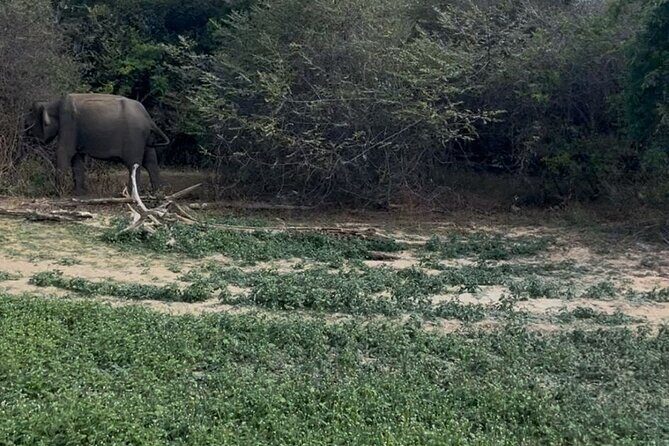 Yala Safari Day Tour - Getting to Know the Yala Safari Day Tour