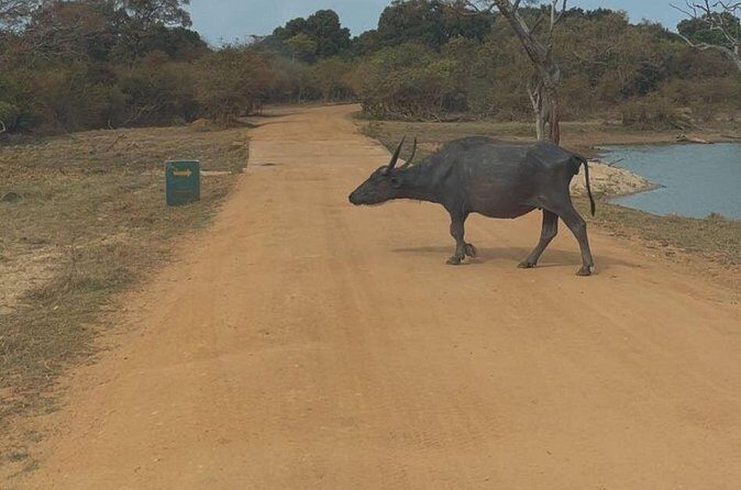 Yala Safari Day Tour - FAQs