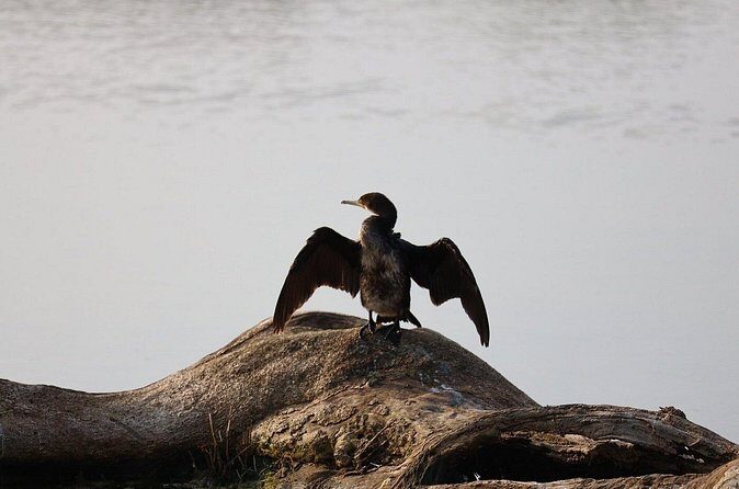 Yala Safari Day Trip from Bentota/ Kalutara/ Ahungalla/ Hikkaduwa - FAQ