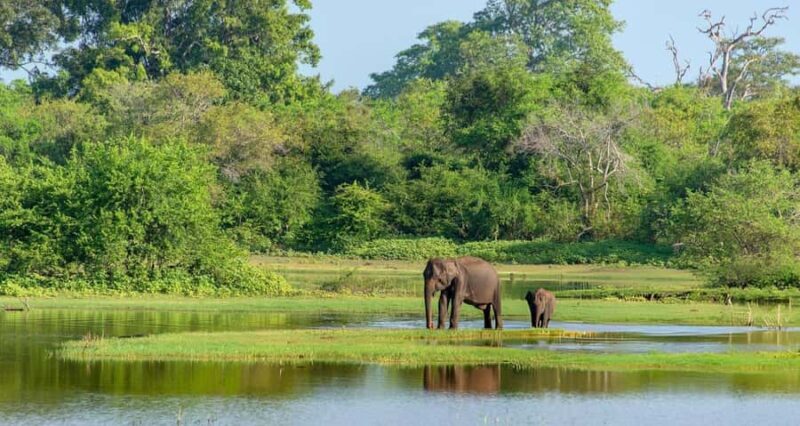 Yala Safari From Tissamaharama Safari Adventure - Exploring the Itinerary in Detail