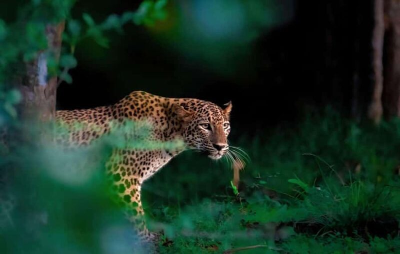 Yala Safari From Tissamaharama Safari Adventure - Who Should Consider This Tour?