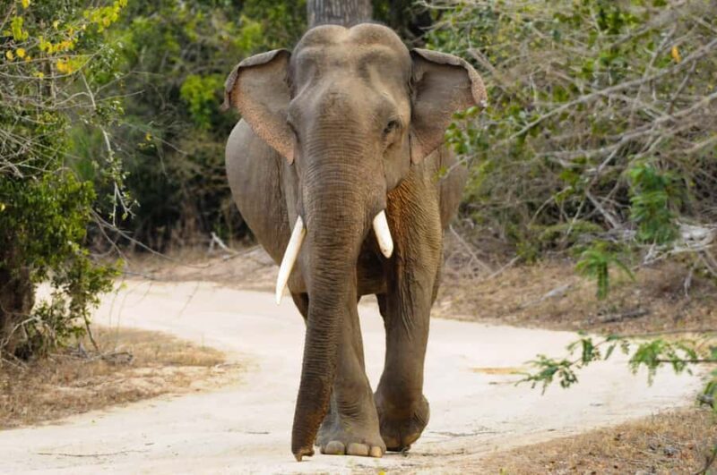 Yala Safari From Tissamaharama Safari Adventure - Final Thoughts